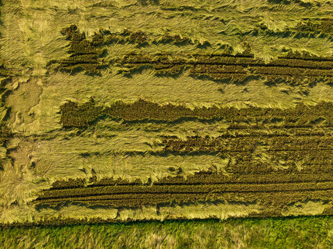 Aerial view of a field with patterns of flattened crops and golden stalks in Stakliskes, Kaunas County, Lithuania.