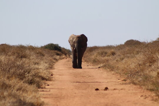 View of an African elephant walking along a dirt road in the dry savanna landscape of Tumbeta Private Game Reserve, Thabazimbi, Limpopo, South Africa.