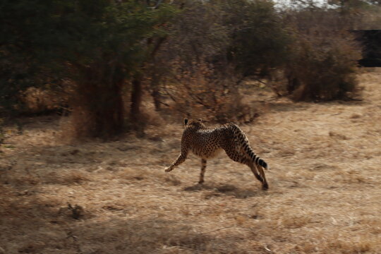 View of a cheetah running through the dry savanna grass at Tumbeta Private Game Reserve in Thabazimbi, Limpopo, South Africa.