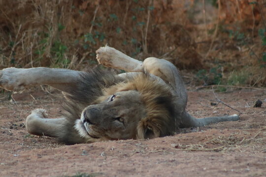 View of a male lion rolling on the dusty ground at Tumbeta Private Game Reserve, Thabazimbi, Limpopo, South Africa.