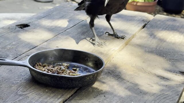 Three crows compete over pan of food	