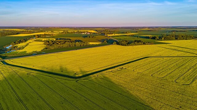 Aerial view of a vibrant yellow rapeseed field surrounding a dense patch of forest under the soft light of the golden hour in Latvia.