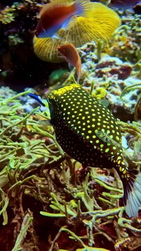 View of a yellow-spotted boxfish swimming in Bali, Indonesia.