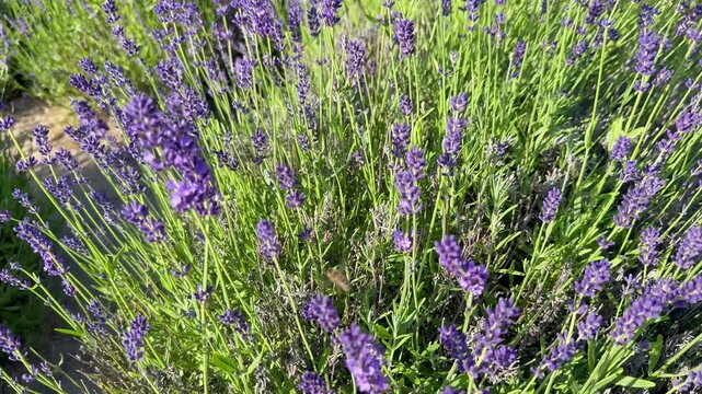 Close Up of Blooming Purple Lavender with a Flying Bee