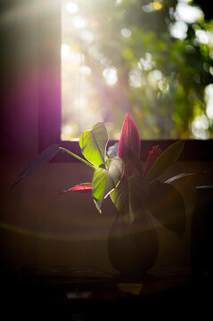 A tropical plant in a vase in the light
