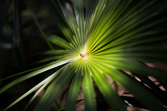 A close up of a plant in Eastern Belize, Central America