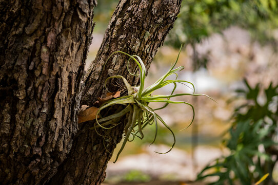 A close up of an air plant on a tree in the jungle in Eastern Belize, Central America