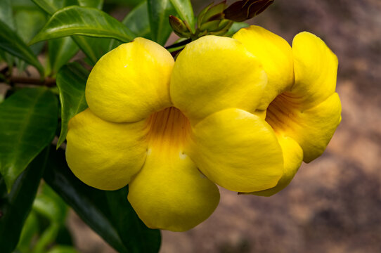 yellow orchid flower in Eastern Belize, Central America