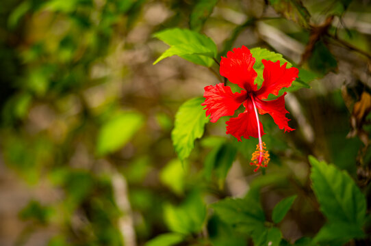 red flower in the garden in Eastern Belize, Central America