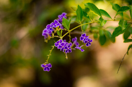 Purple flower in the garden in Eastern Belize, Central America