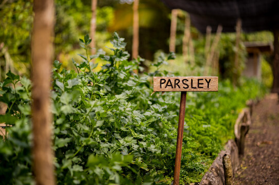 A sign for parsley in a garden in Eastern Belize, Central America