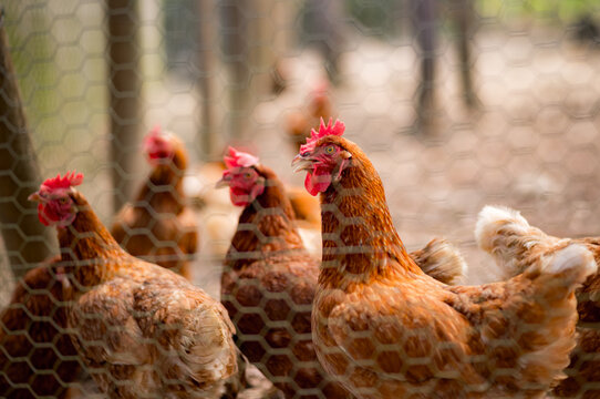free range chickens in Eastern Belize, Central America