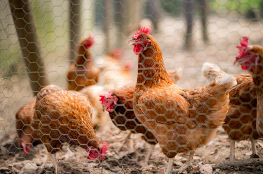 free range chickens in Eastern Belize, Central America