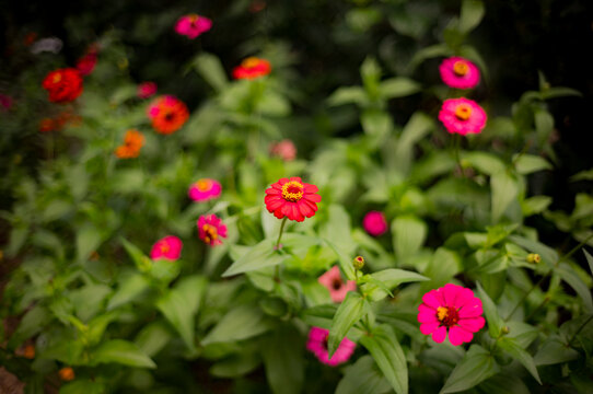 red flowers in the garden in Eastern Belize, Central America