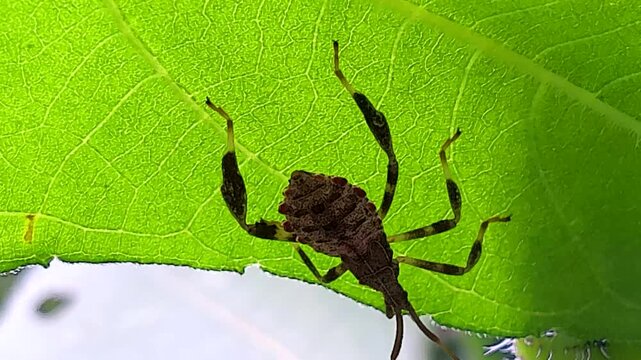 An Eastern Leaf Footed Bug on the Underside of a Leaf in a Garden