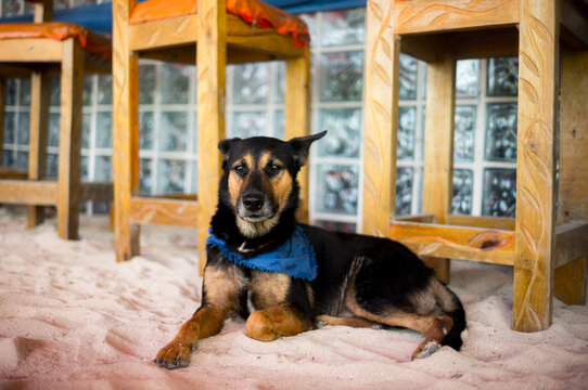 A dog on the sand on Ambergris Caye in Belize, Central America.