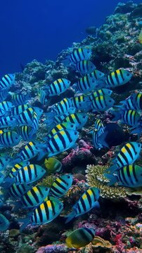 View of sergeant major fish swimming over a coral reef in Indonesia.