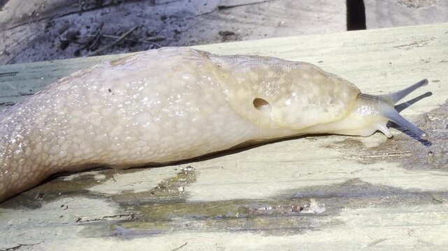A large slug moves across an old board	