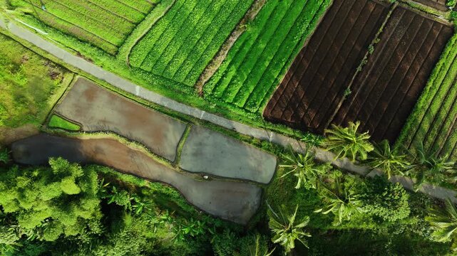 Aerial view of lush green rice terraces and agricultural fields with palm trees and a narrow path in Malang, East Java, Indonesia.
