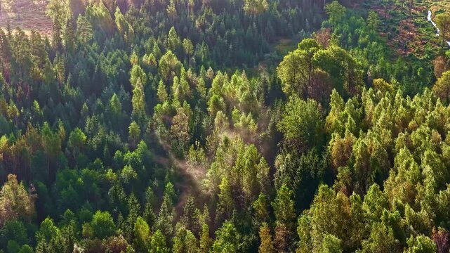 Aerial view of dense forest landscape with mixed coniferous and deciduous trees illuminated by soft sunlight in Latvia.