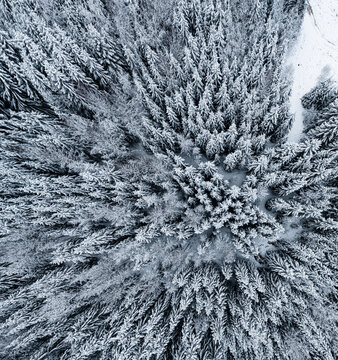 Aerial view of a dense forest covered in snow in Latvia.