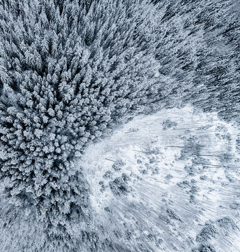 Aerial view of a dense coniferous forest covered in snow, with a partially cleared area showing patterns of trees and winter landscape in Latvia.