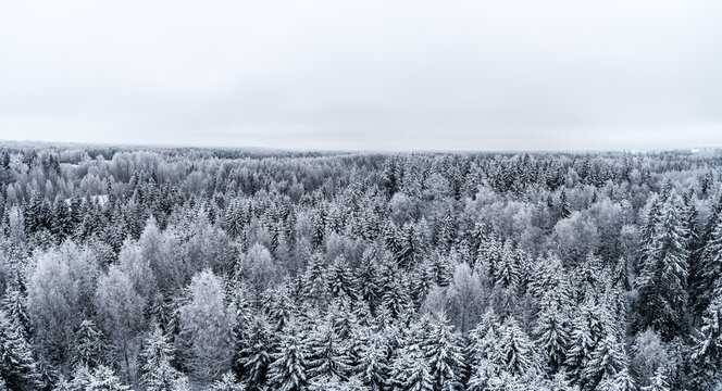 Aerial view of a dense forest covered in deep snow during winter in Latvia.