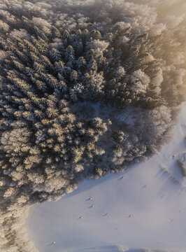 Aerial view of a snow-covered forest with frost-dusted pine trees and a pristine white field under soft golden hour light in Latvia.