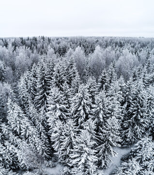 Aerial view of a dense forest covered in fresh snow with frost-covered pine trees under a winter sky in Latvia.