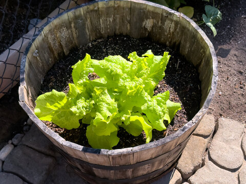 Fresh growing green leaf lettuce in a wood barrel planter during summer