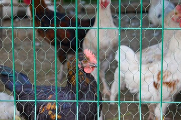 Chickens and rooster behind green wire fence in coop yard © Tom
