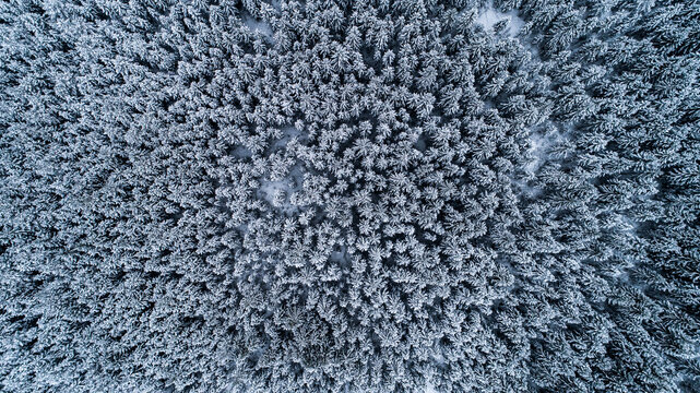 Aerial view of a dense coniferous forest covered in fresh white snow during winter in Latvia.