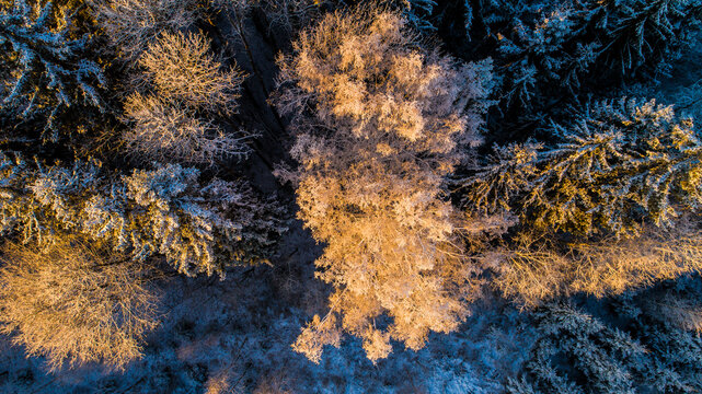 Aerial view of a snow-covered forest in winter with golden sunlight illuminating the treetops in Latvia.