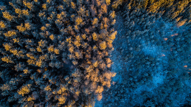 Aerial view of a dense forest in Latvia featuring a striking contrast between golden sunlit treetops and deep blue shadows on the forest floor, Latvia.