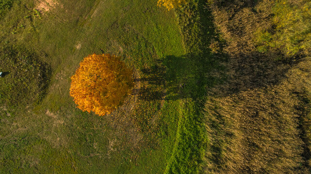 Aerial view of a single vibrant yellow autumn tree standing in a green field next to a patch of dry grass, casting a long shadow in the afternoon light, LATVIA.
