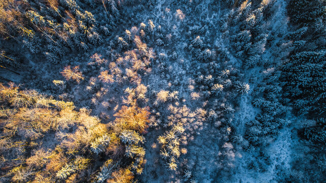 Aerial view of a snow-covered forest in Latvia, featuring a mix of golden-lit evergreen and deciduous trees under winter light.