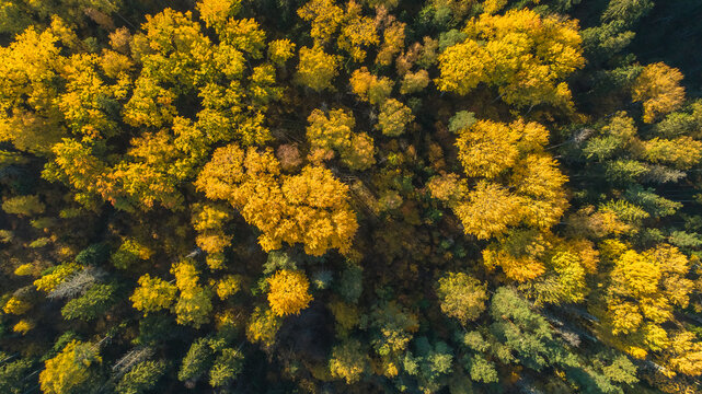 Aerial view of a dense forest with vibrant yellow and orange autumn foliage, showcasing the seasonal change in the landscape of Latvia.