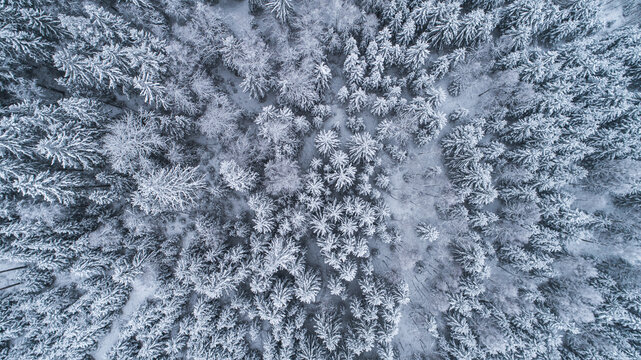 Aerial view of a dense forest covered in fresh white snow, with tall evergreen trees creating a textured winter landscape in Latvia.