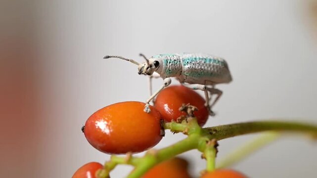 Macro shot of a tiny blue green weevil beetle perched on ripe orange berries