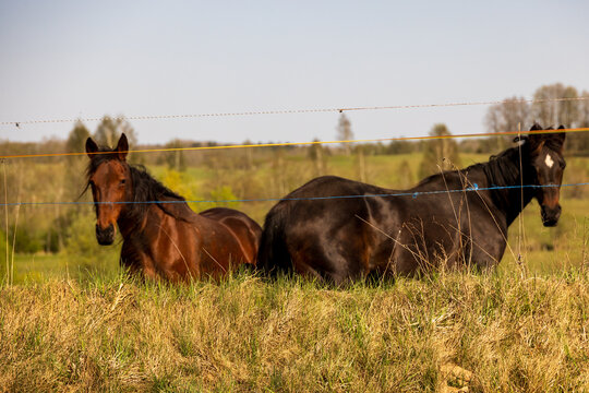 View of two horses resting in a grassy field behind a wire fence in the rural landscape of Ukmerge District Municipality, Vilnius County, Lithuania.