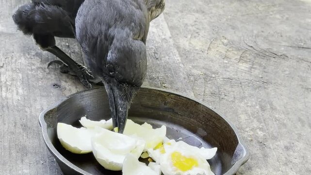 A crow eats the yolks of soft-boiled eggs		