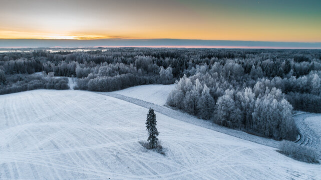 Aerial view of a solitary tree standing in a snow-covered field with a frost-laden forest in the background under a soft sunrise sky in Latvia.
