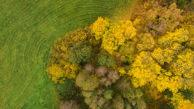 Aerial view of a forest with vibrant yellow autumn foliage bordering a lush green field in Sweden.