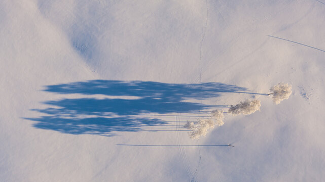 Aerial view of a line of snow-covered trees casting long shadows across a vast, pristine white snow-covered field in Latvia.