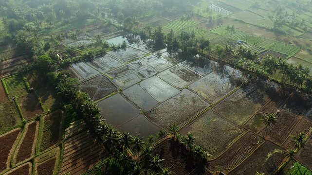 Aerial view of lush green rice paddies and terraced fields surrounded by palm trees in the rural landscape of Malang, East Java, Indonesia.