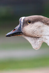 Close-up profile portrait of a brown African Goose showing dark bill and dewlap. Sharp technical focus on eye and plumage texture with blurred background for stock. © niltonemaia