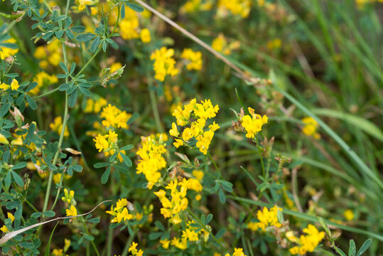 yellow lucerne, 
Medicago falcata yellow flowers closeup selective focus
