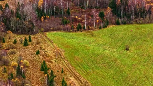 Aerial view of a vibrant green field bordered by a dense forest with autumn foliage in Latvia.