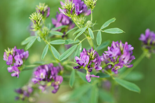 alfalfa, lucerne,
Medicago sativa summer flowers