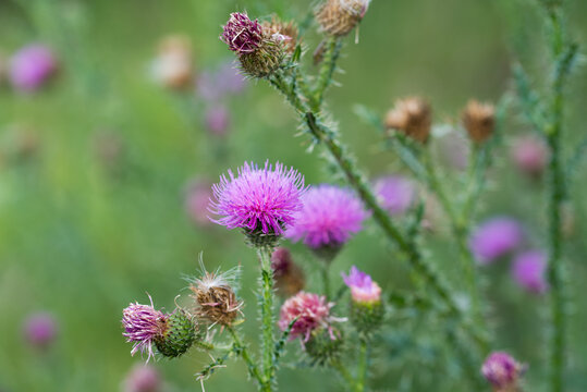 spiny plumeless thistle, 
Carduus acanthoides purple flowers closeup selective focus